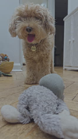 adorable toy poodle dog indoors relaxing in vertical