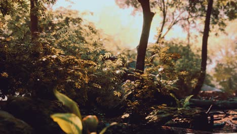 Fog-in-the-mysterious-rainforest