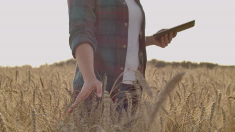 una mujer agricultora con una tableta. agricultura inteligente y agricultura digital.