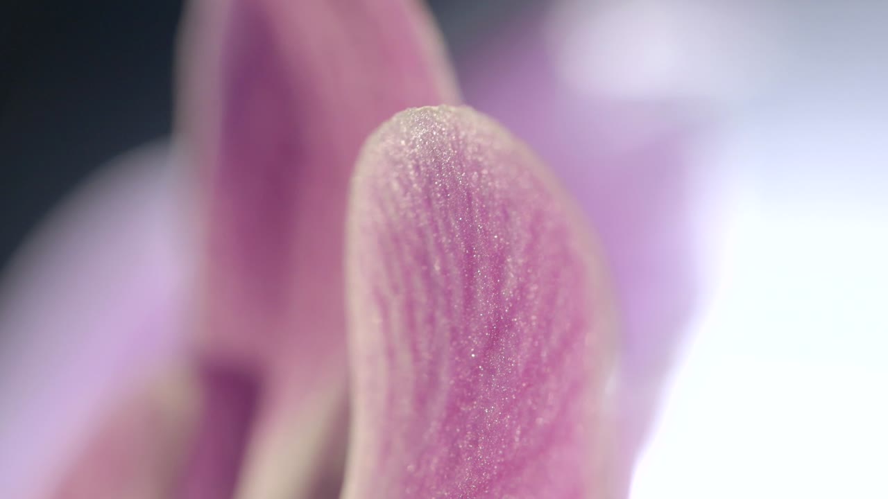 primer plano macro de grano de pétalos de flores de orquídeas moradas y vénulas