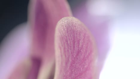 macro close up shot on purple orchid flower petal grain and venules