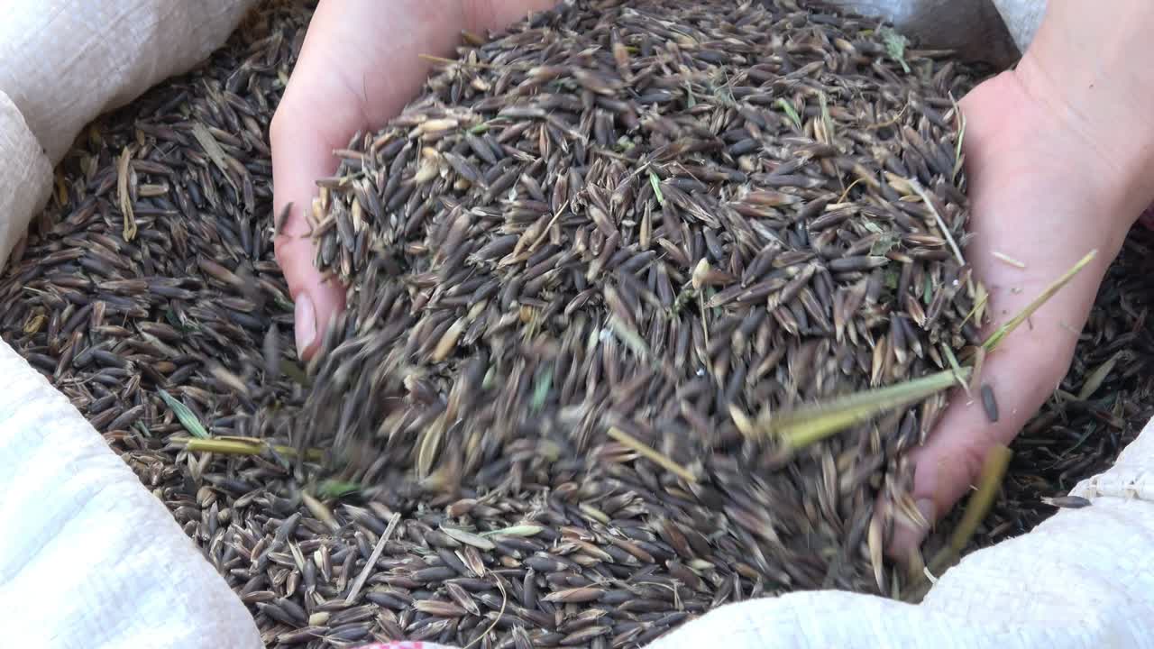 동물용, 말용, 오트 곡물