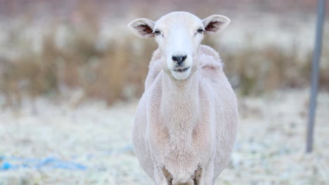 Entzückende-Hornlose-Ziege-Ernährt-Sich-Von-Heu-Und-Kaut-Viel-–-Nahaufnahme