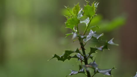 close up of holly leaves growing on bush in forest in countryside 1