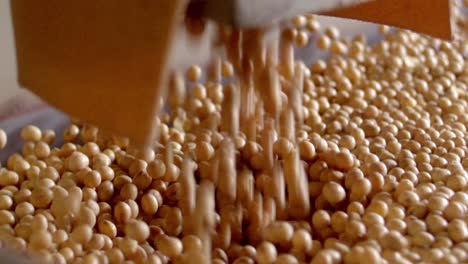 soja en la cadena de producción de soja, primer plano que cae en la banda, alternativa láctea, producción de leche de soja, sostenible, cámara lenta