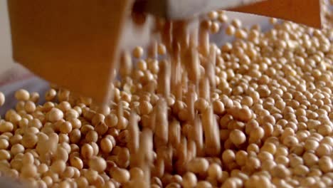 soybeans in soya production chain, close-up falling into the band, dairy alternative, soy milk production, sustainable, slow-motion