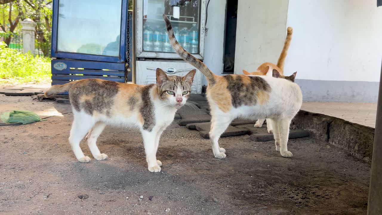 マニラの市場の冷蔵庫の近くで、2匹の三毛野良猫がコンクリートの床に立っている。