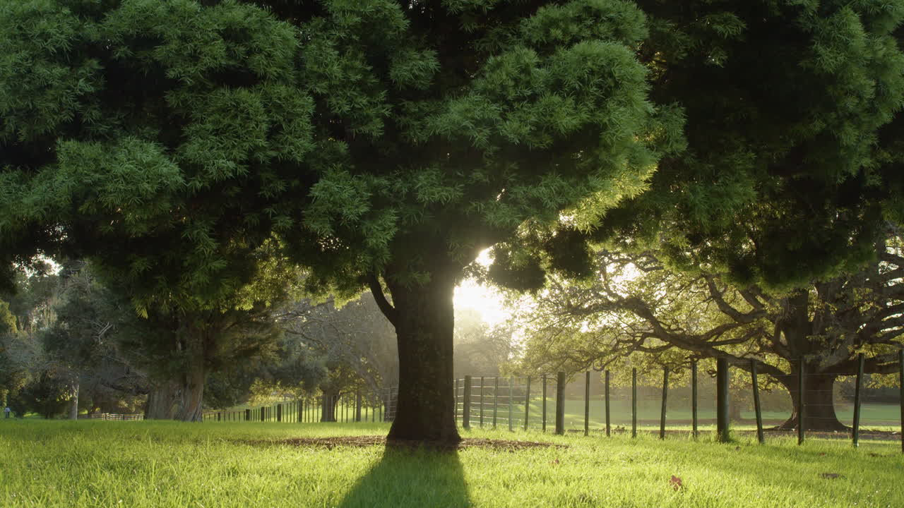 a tree alone in the golden hour