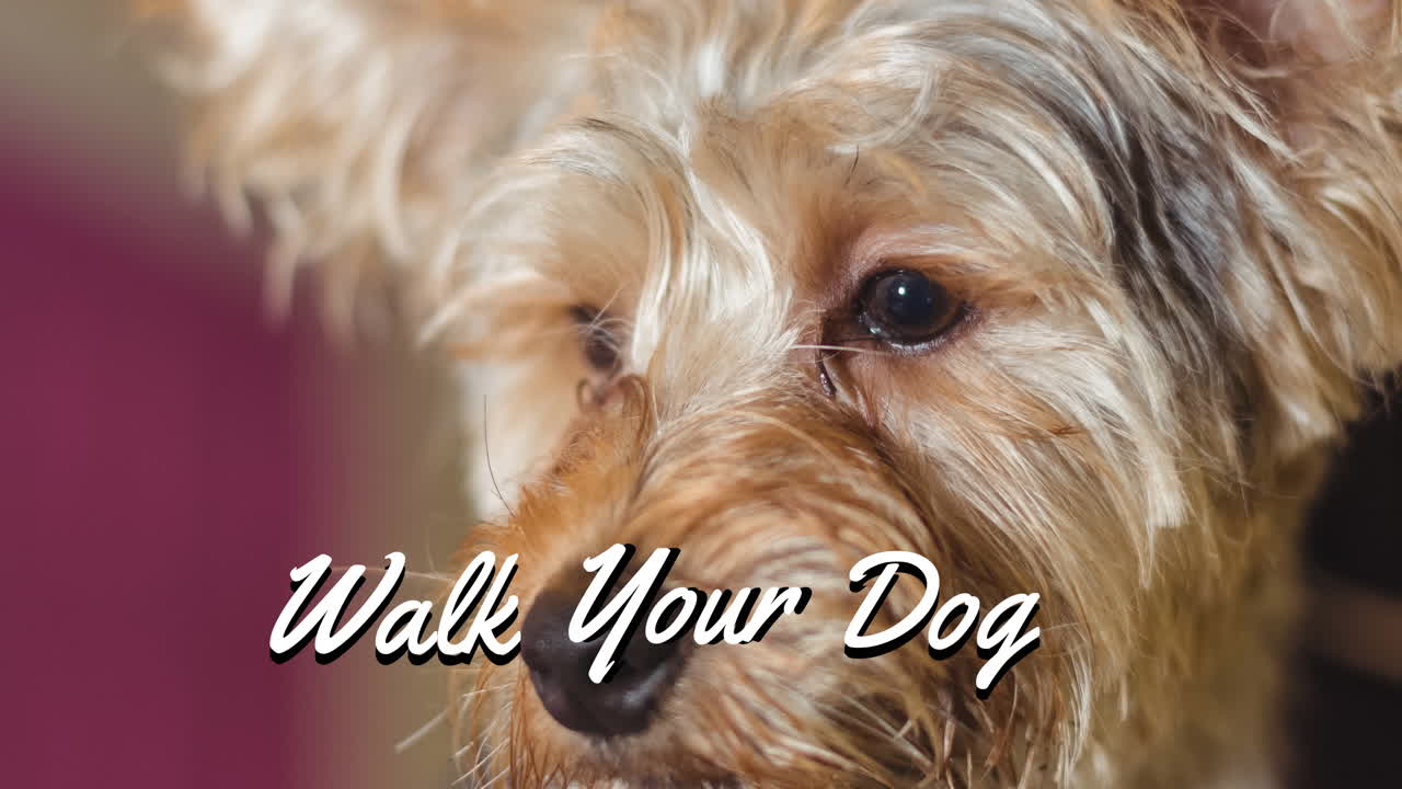 요크셔 테리어 애완동물 개가 위를 바라보는  ⁇ 색 텍스트의 애니메이션