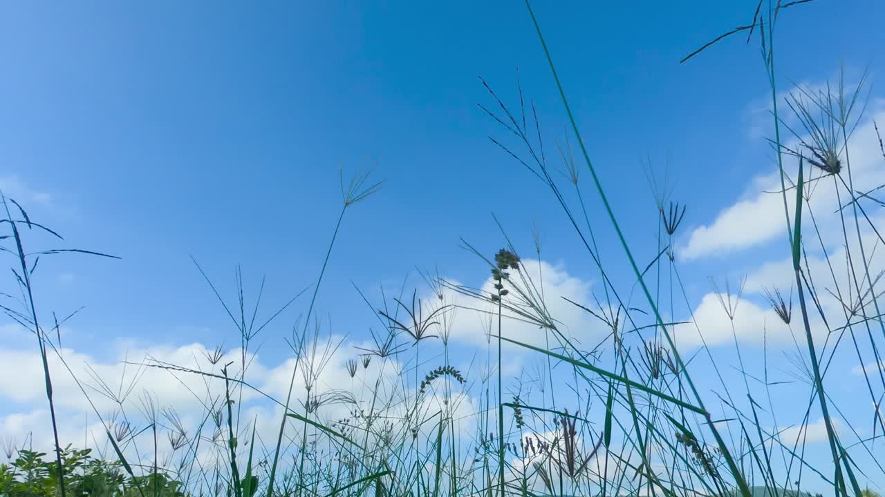 relaxing landscape background in fresh air in spring time and beautiful meadow in warm countryside. white clouds in blue wide sky. low angle view of high on sky being wiht the nature.