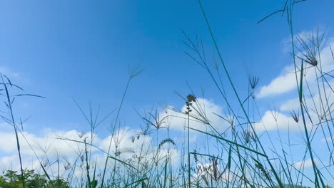 relaxing landscape background in fresh air in spring time and beautiful meadow in warm countryside. white clouds in blue wide sky. low angle view of high on sky being wiht the nature.