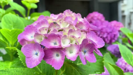 it became hydrangea flowering season