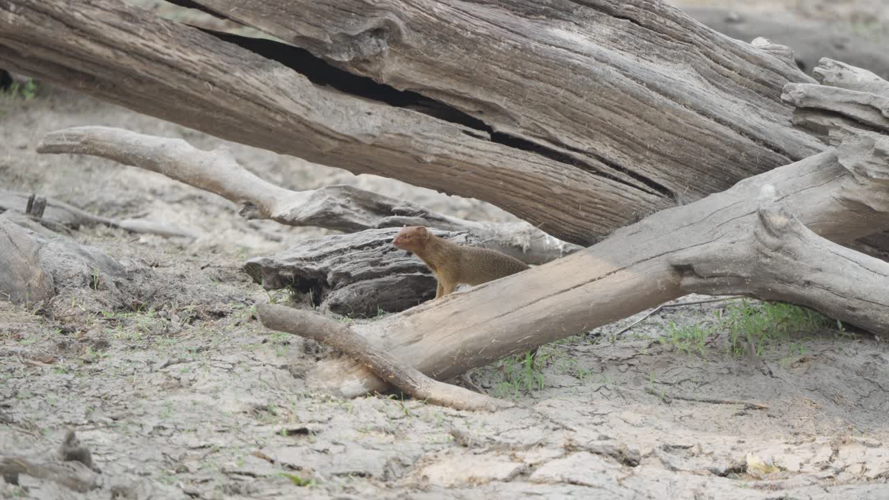 Una mangusta snella (Galerella sanguinea) sta in piedi vigile e attenta tra tronchi d'albero caduti e stagionati nel Parco Nazionale Kruger, Sudafrica. Filmato di fauna selvatica al rallentatore