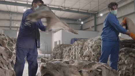 factory workers working as a team, stacking animal hides for leather production in pakistan.