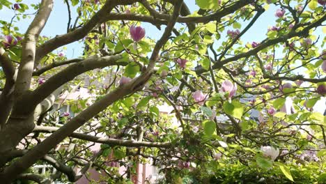 springtime magnolia tree blossoms in city street garden