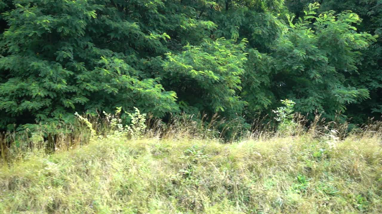木の撮影