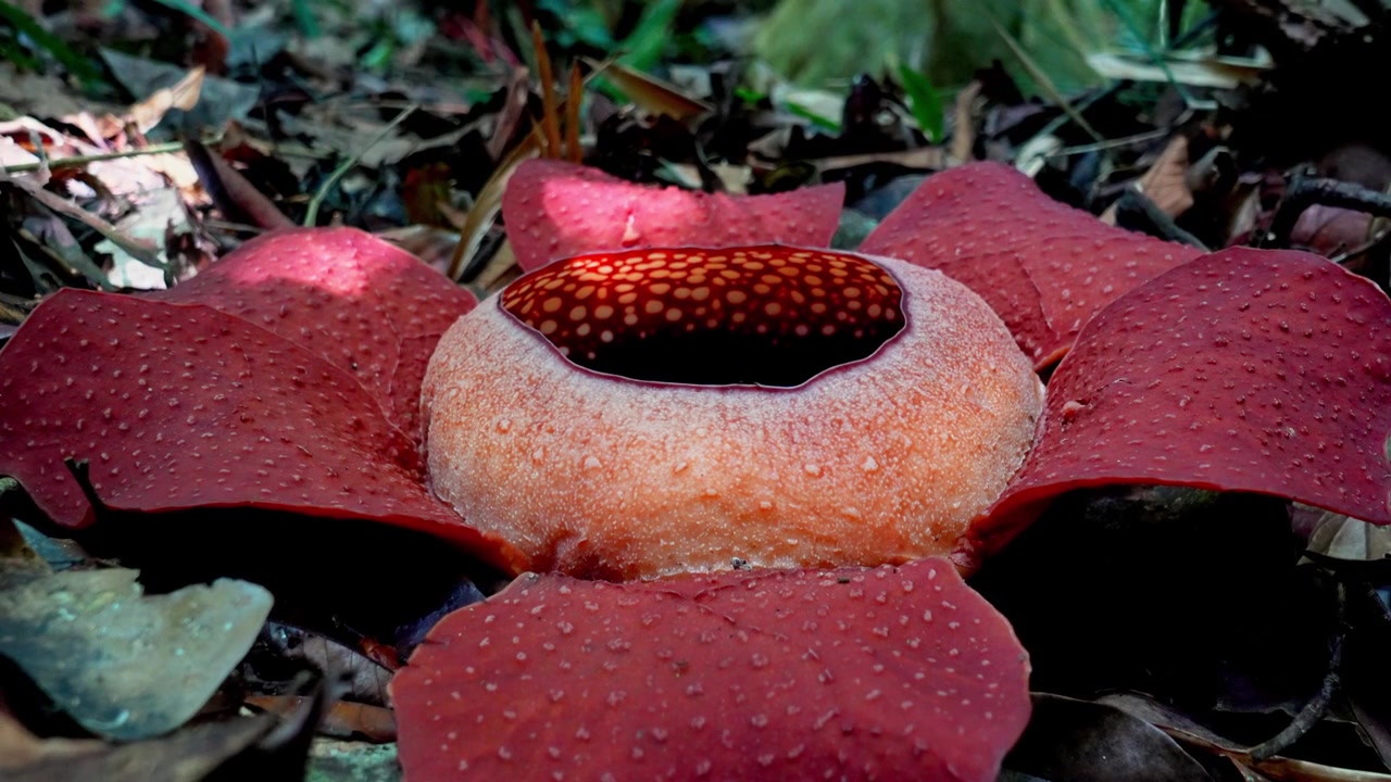 Filmato 4K a mano in slow motion che cattura una mosca che si muove sulla superficie di una Rafflesia kerrii in fiore a Khao Sok, Surat Thani.