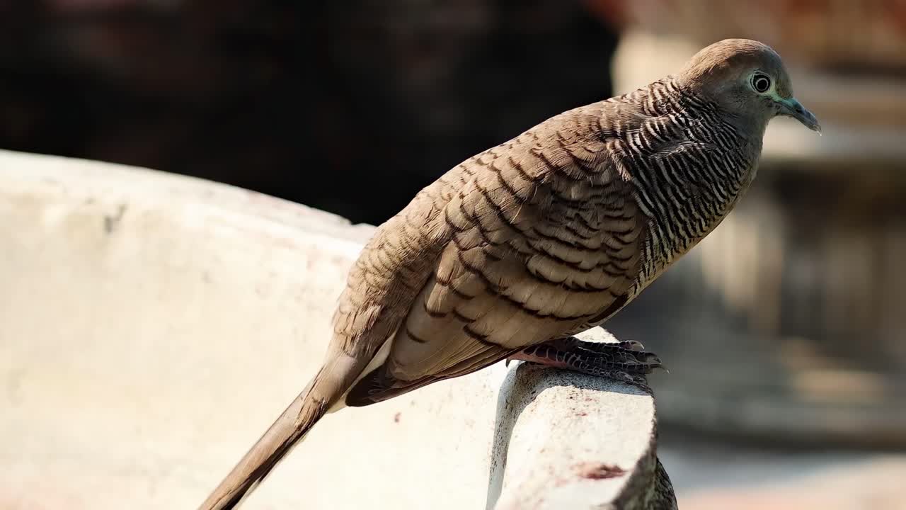 A dove perches on the edge of a sunlit stone basin, showcasing its patterned feathers.