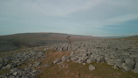 slow approach to lonely tree on rocky moorland in english countryside at ingleton yorkshire uk