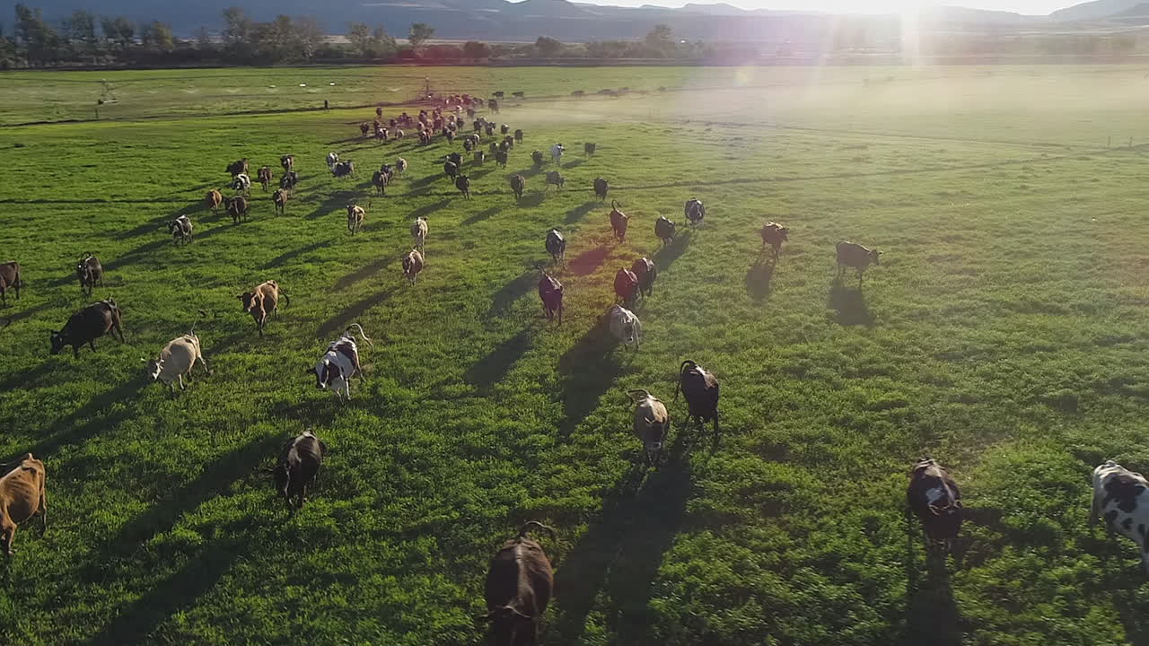 Ripresa aerea al rallentatore mentre una mandria di bovini da latte corre nel pascolo all'ora d'oro