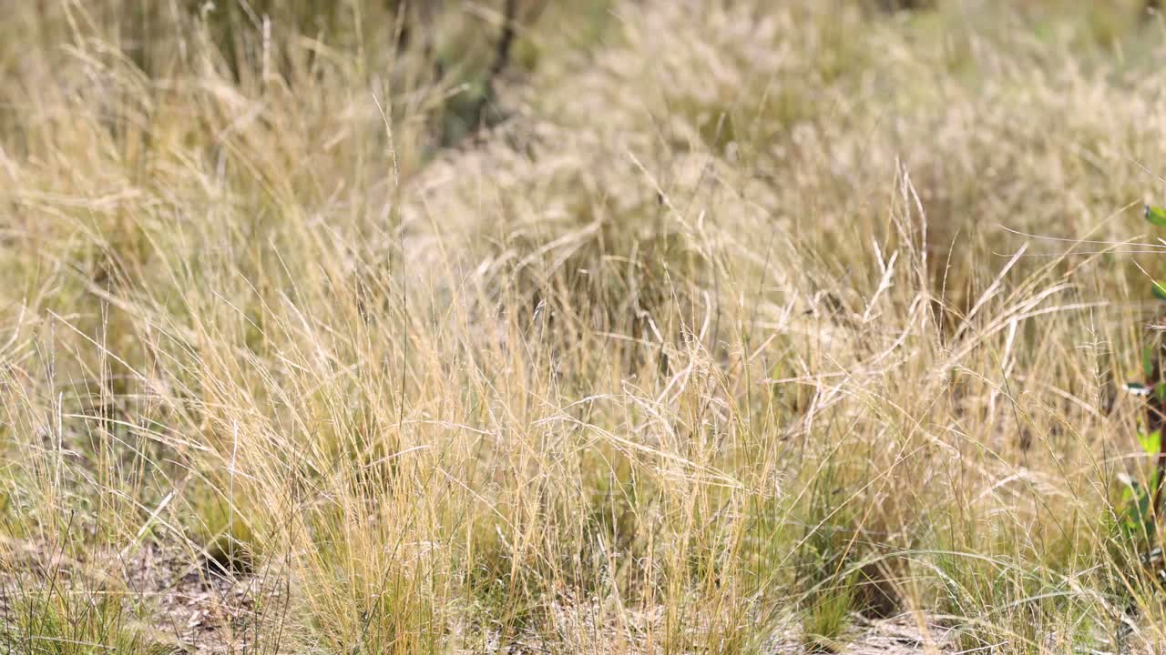 la hierba seca se balancea suavemente en la brisa