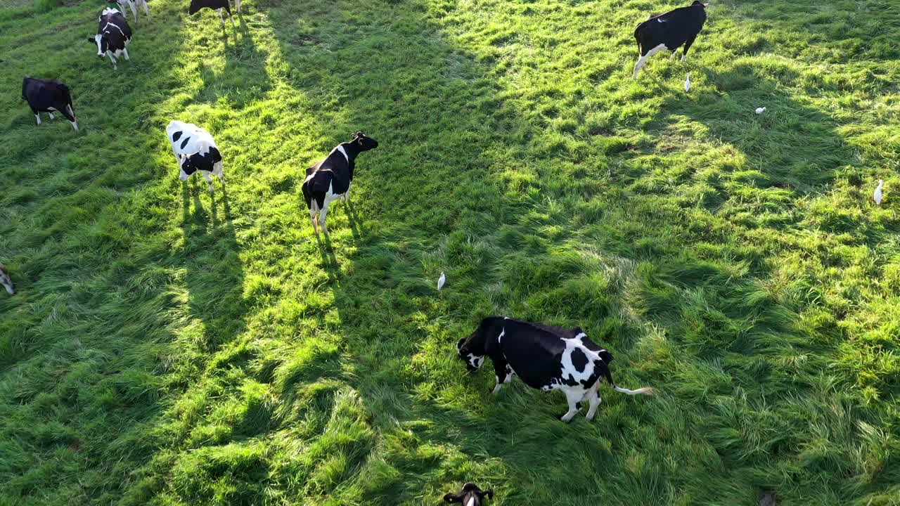 toma aérea inversa de vacas holstein pastando durante la puesta de sol de la hora dorada