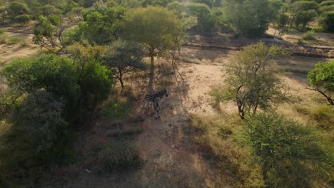 Zwei-Zebras,-Die-An-Sonnigen-Tagen-Unter-Baumschatten-Auf-Der-Savannenwiese-Stehen