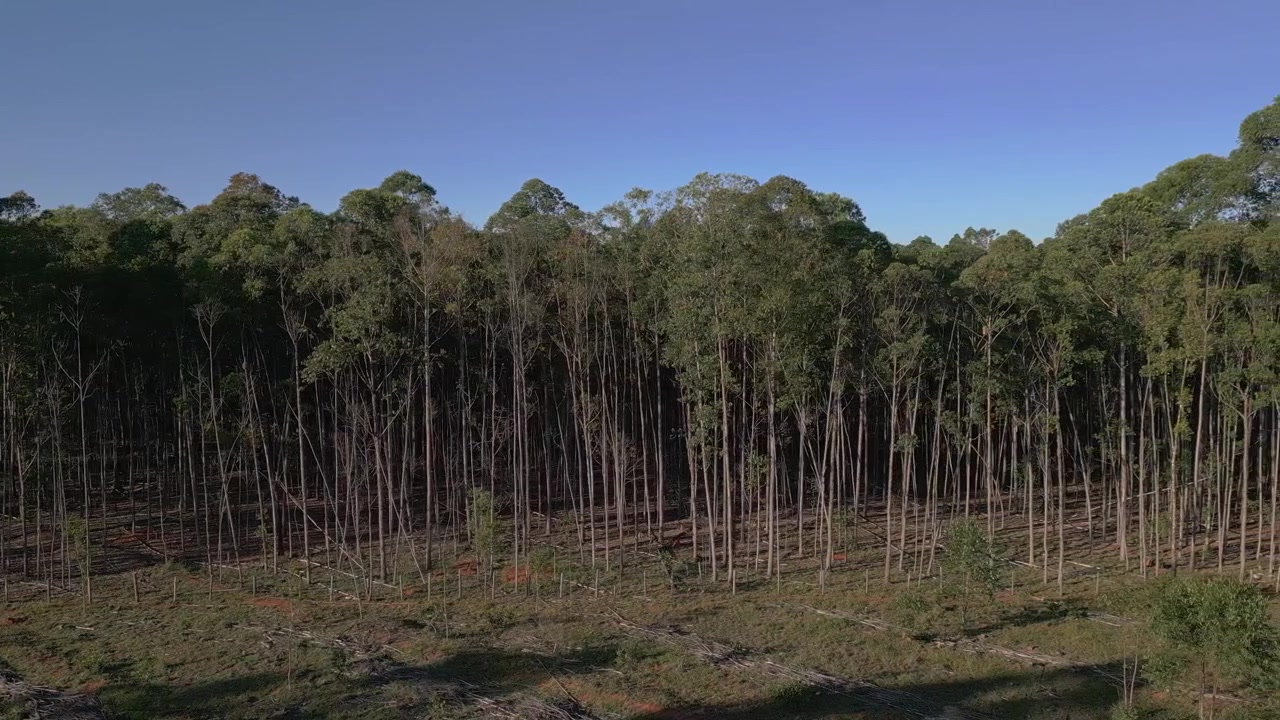 Plantação comercial de eucalipto com sub-bosque esparso e extração de madeira gerenciada perto do Núcleo Rural Rio Preto, Planaltina, Distrito Federal, Brasil, dentro do bioma Cerrado, tomada lateral de drone.