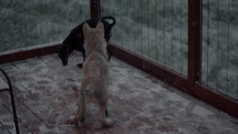 grey wolf pup trying to play with a small dog on a slippery surface