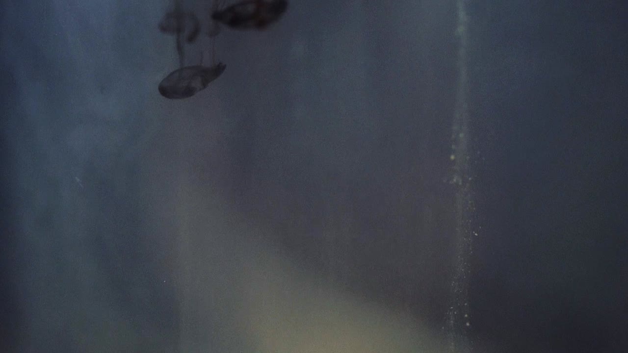 Paint floating in water looking like majestic nebulas. Stable shot with the Sony a7iii