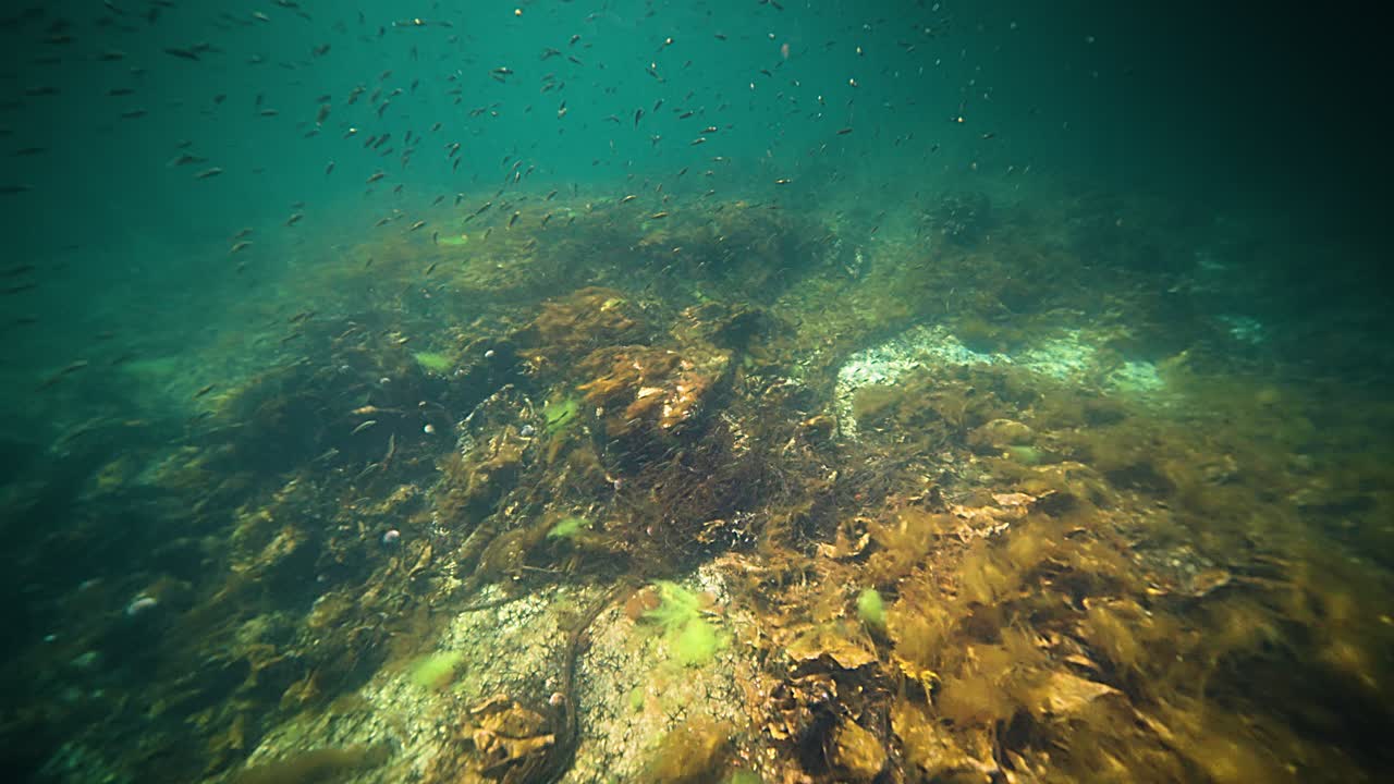 Scenic underwater shot of a rocky underwater landscape with small fish, seaweed, and kelp, highlighting the clear blue waters and marine life
