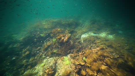 scenic underwater shot of a rocky underwater landscape with small fish, seaweed, and kelp, highlighting the clear blue waters and marine life