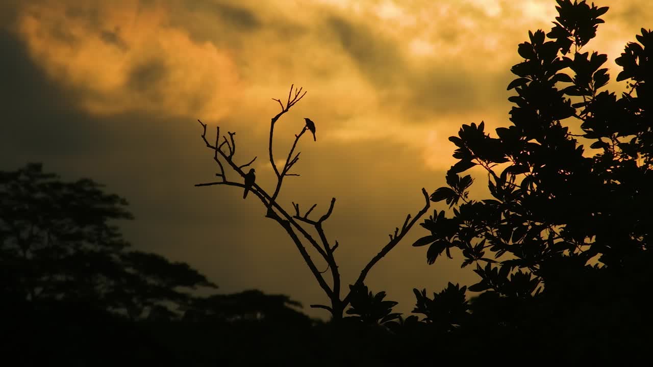 황금빛 해가 지는 하늘을 배경으로 아마존 숲의 나무 실루에 앉아있는 비둘기와 마기 새 - 근접