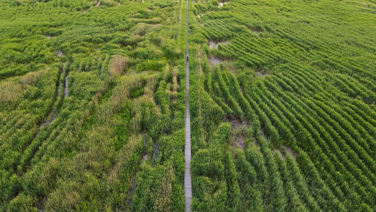 Bikepacking Adventure On A Long Wooden Boardwalk Over Wetlands In Poland, Static