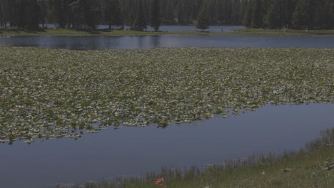 Inclínate-Sobre-Un-Pequeño-Estanque-Hasta-Grandes-Montañas-En-El-Oeste-De-Wyoming