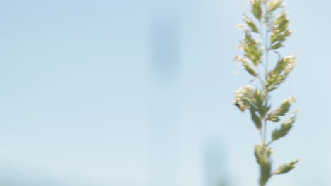 Close-up-of-Grass-Blowing-Against-Blue-Sky