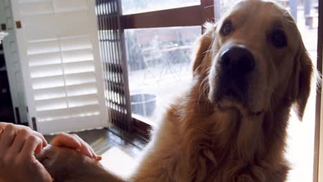 Mujer-Acariciando-A-Su-Perro-En-Casa-4k