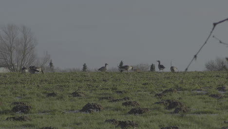 Un-Grupo-De-Gansos-Grises-Buscando-Comida-En-Un-Campo