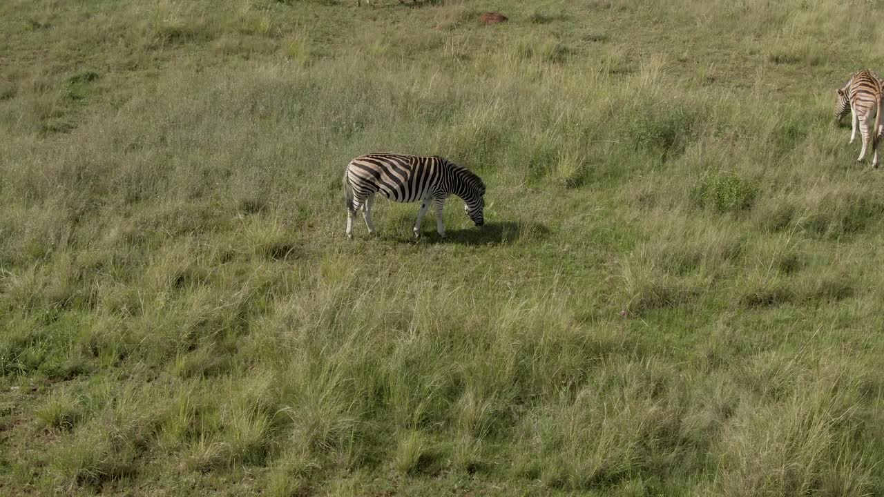 Riprese aeree con drone di una zebra che pascola in una savana erbosa estiva allo stato brado.