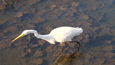 Caza-De-Garzas-Blancas-En-Un-Lago-Del-Parque