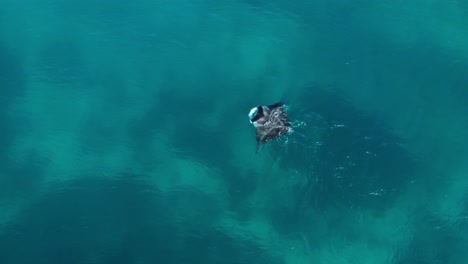 Mantaray-on-surface-of-ocean-flapping-its-fins-while-feeding-in-Fiji,-aerial