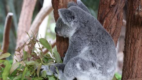 koala climbs and feeds on eucalyptus in habitat