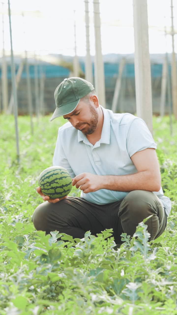 Farmer harvesting watermelon in greenhouse