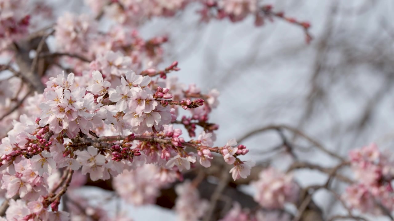 Primo piano statico di fiori di ciliegio rosa che ondeggiano delicatamente sui rami durante la primavera.