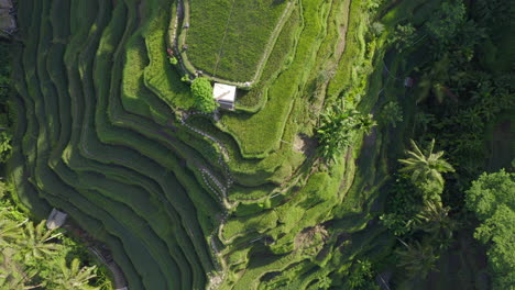 Vista-Aérea-De-Arriba-Hacia-Abajo-De-Las-Empanadas-De-Arroz-En-Un-País-Tropical-Extranjero