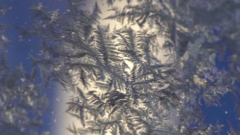flores de hielo retroiluminadas en una ventana