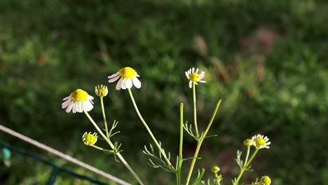 chamomile  blooms for the spring and summer