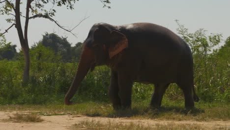 an adult asian elephant walking in the grass in thailand