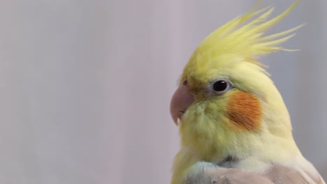 Yellow and White Crested Parrot on a White Closeup. Yellow and white crested parrot on a white close-up. Favorite pets