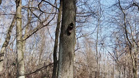 Ungewöhnliches-Video-Eines-Schuhstiefels,-Der-An-Einem-Baumstamm-Im-Wald-Hängt